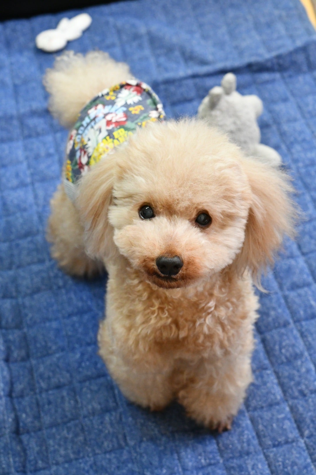 愛犬との別れ