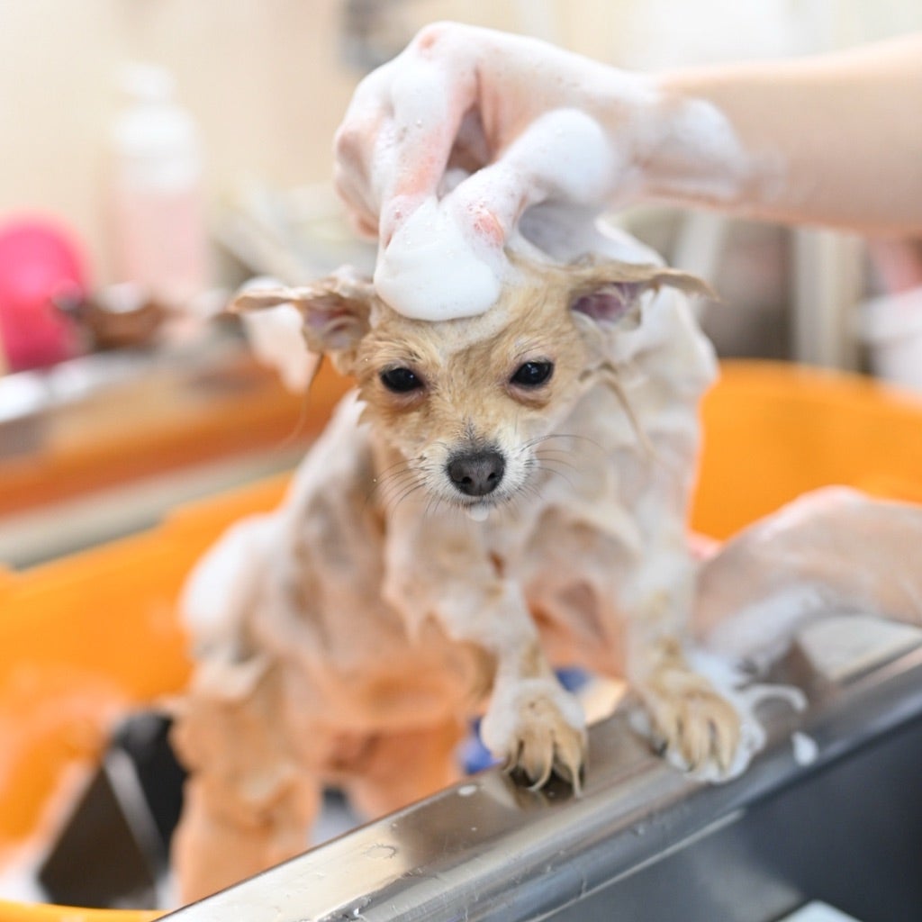 はじめてのトリミング