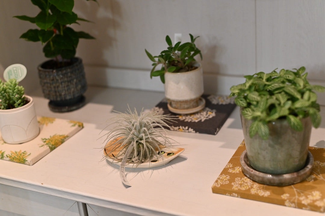 植物の取り扱いもはじめました