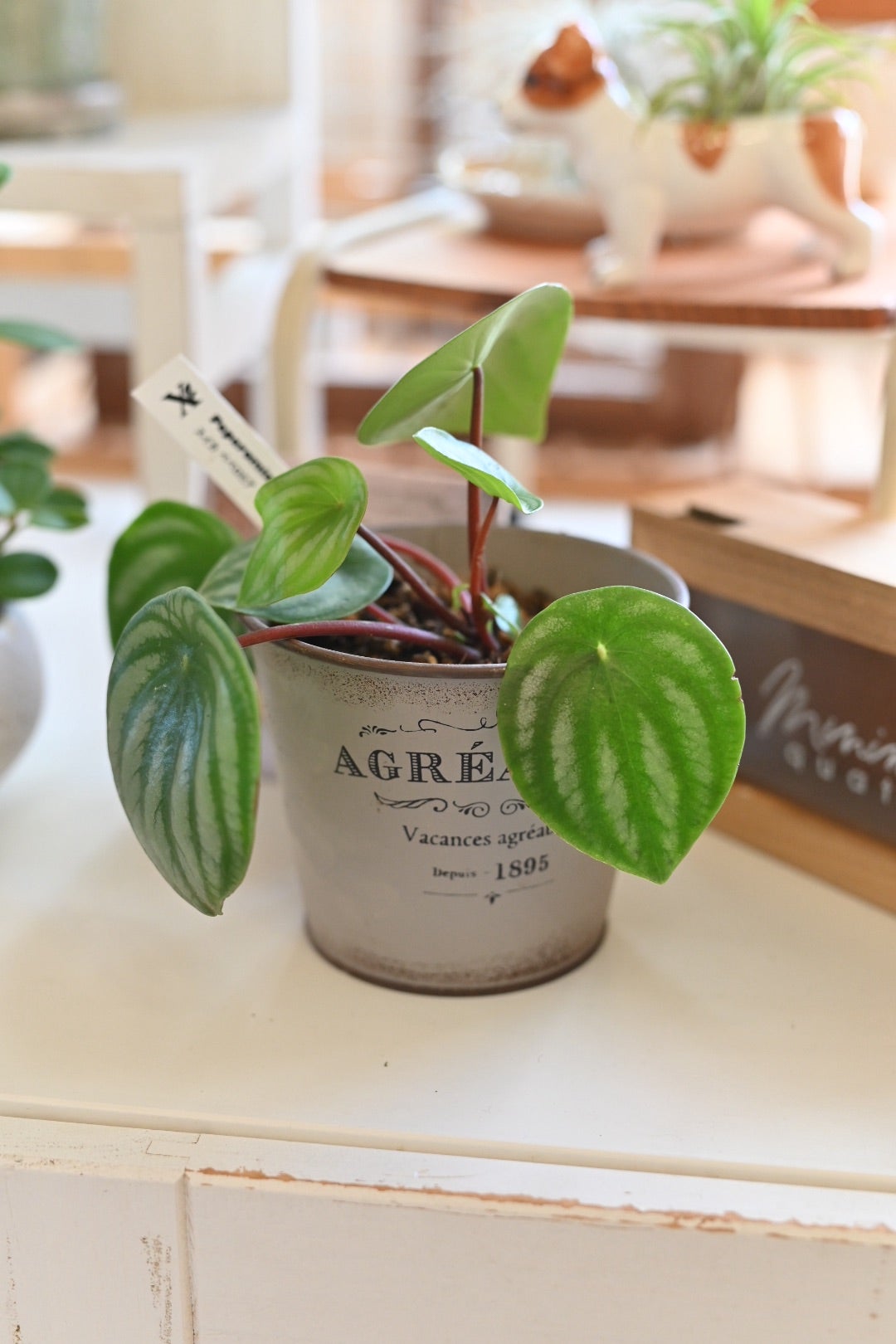 観葉植物
